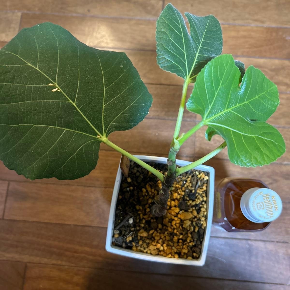 山葡萄の苗木 山葡萄 苗木 8本 25年9月中下旬予約]ヤマブドウ（山葡萄